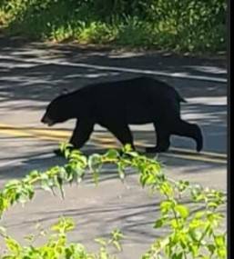 Andover Residents Spot Black Bear Near Haggetts Pond