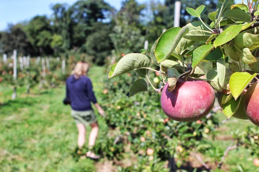 Andover Fall 2022 Apple Picking Guide