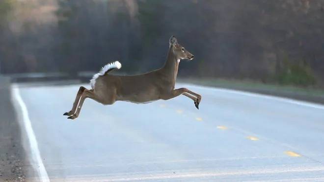 Oh, Deer: Andover Among MA Hotspots For Wildlife Collisions