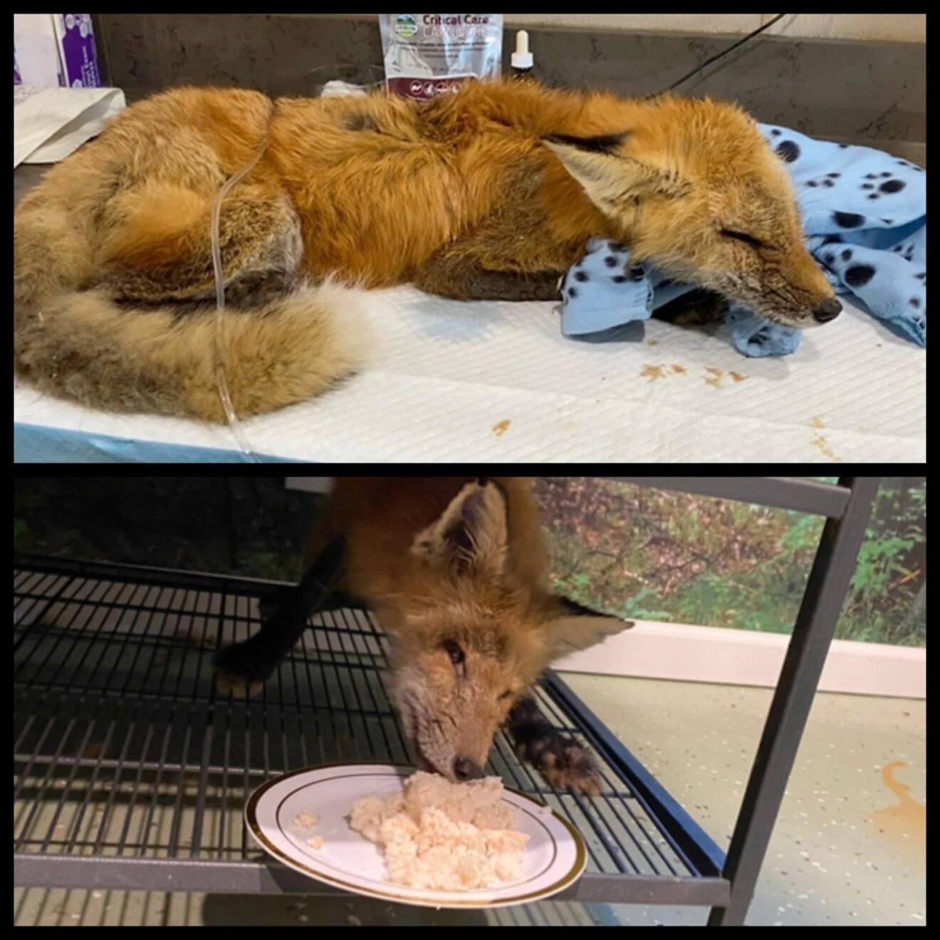 Fox Rescued In Andover Making A Recovery