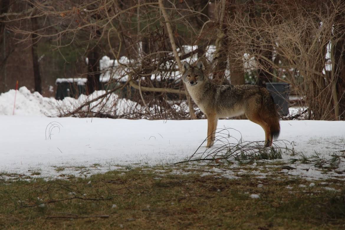 Coyote 'Nips' Andover Resident