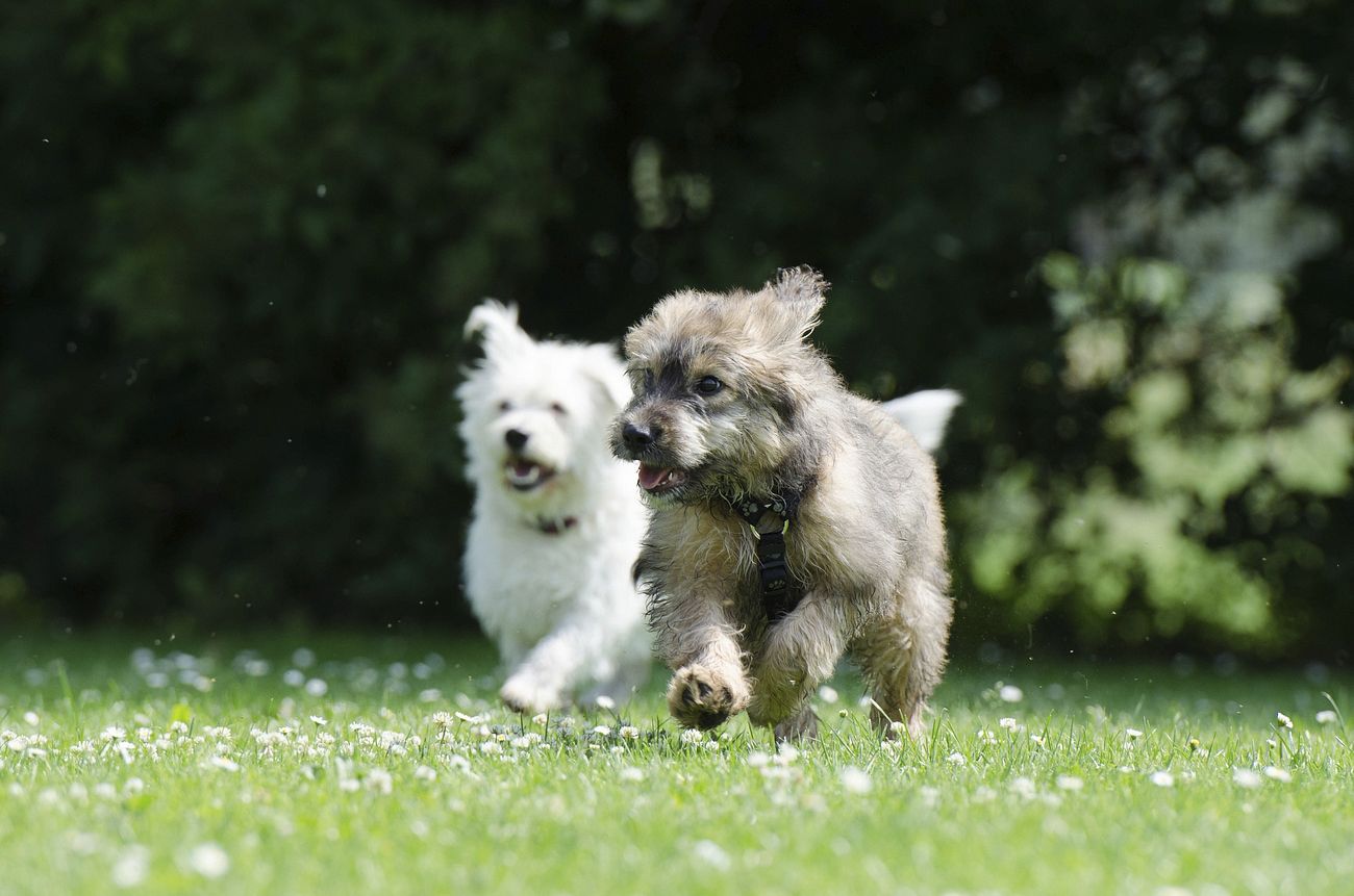 Free cute dogs running image