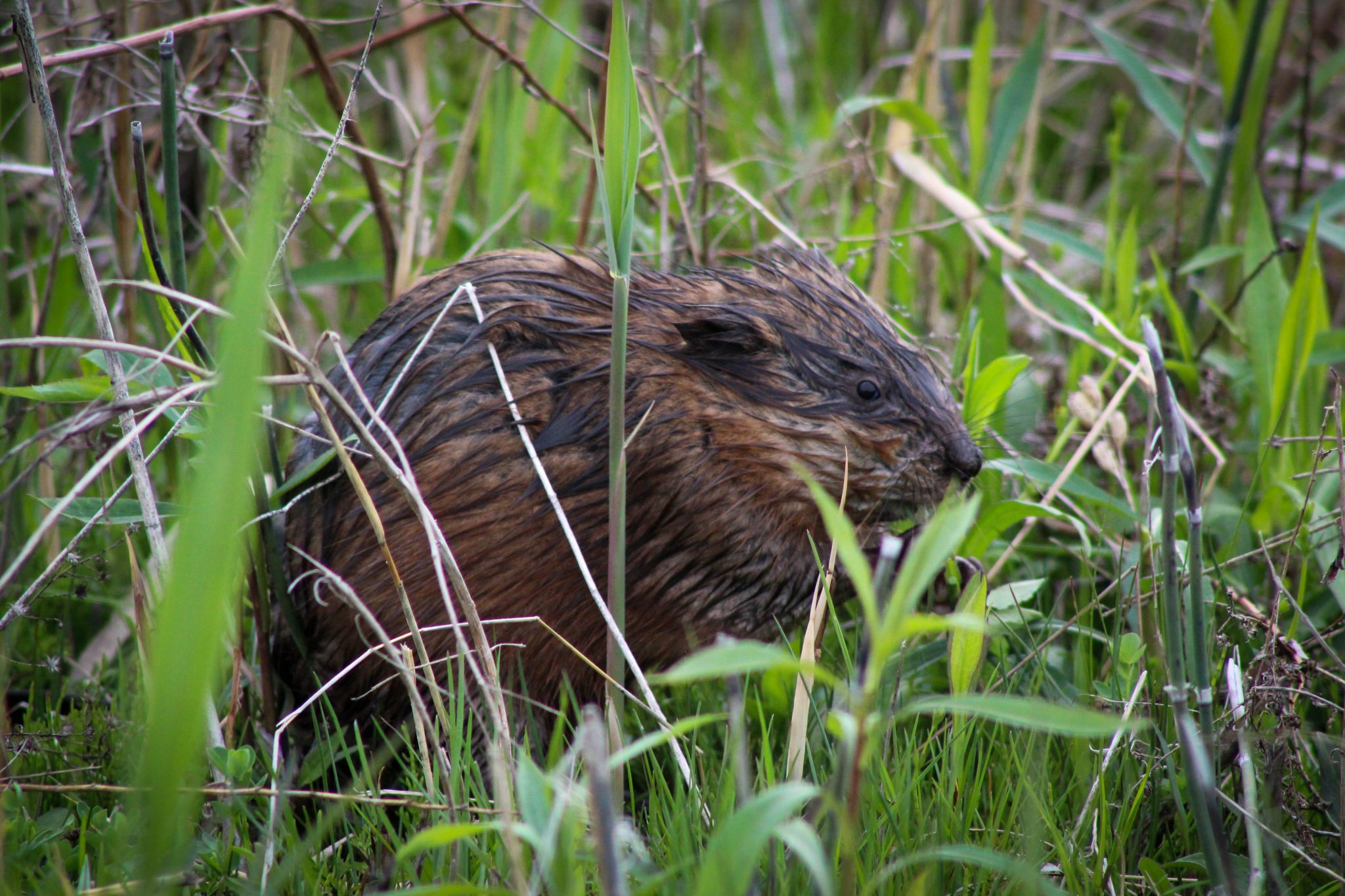 Juvenile beaver in grass